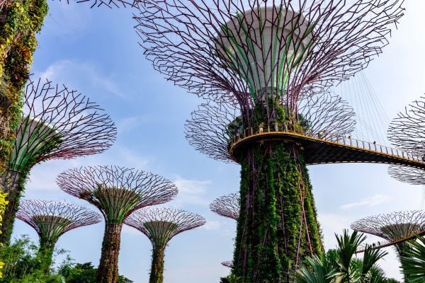 Supertree Grove in Singapore