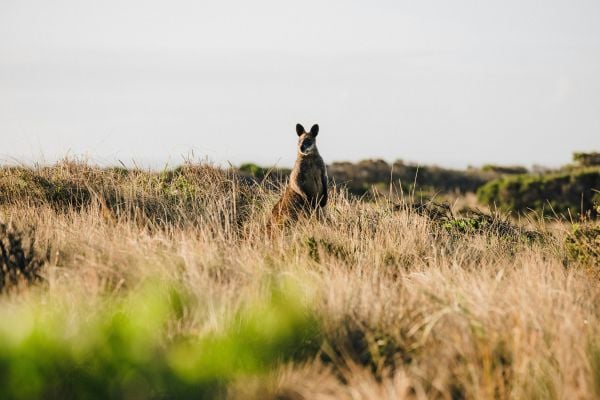 Kangaroo amongst dry grass in Australia