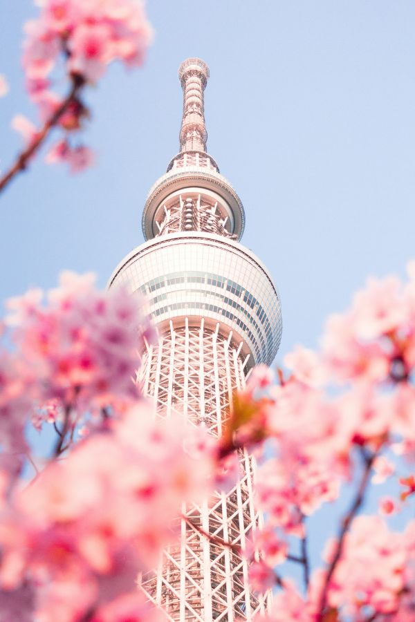 Tokyo tower framed by cherry blossom