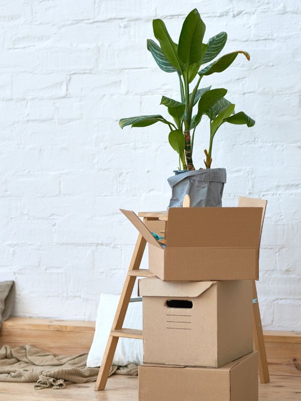 A stack of boxes with a plant on top