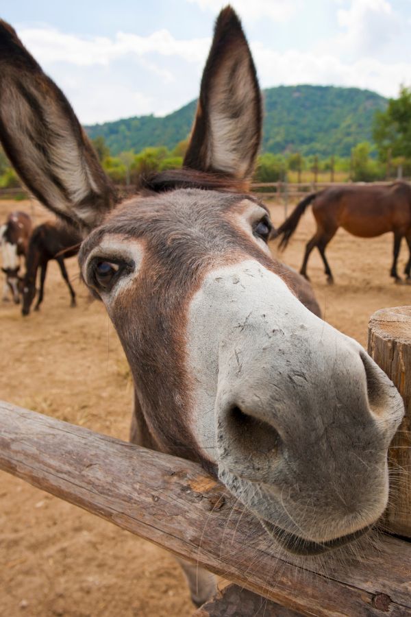 Close up of a donkey