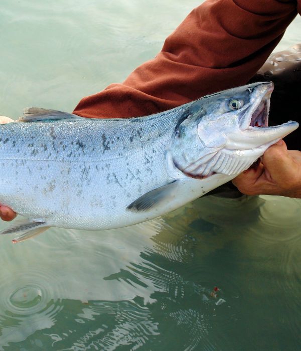 Person holding a salmon