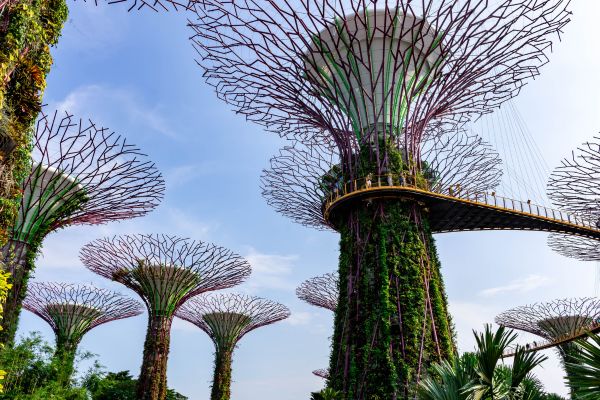 Supertree Grove in Singapore