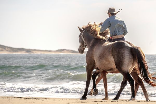 Man riding a horse on the beach