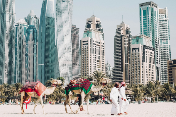 Camels walking on a beach in front of skyscrapers in Dubai