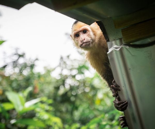 Monkey in Costa Rica