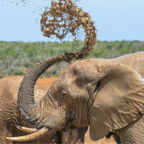 Elephants in a mud bath