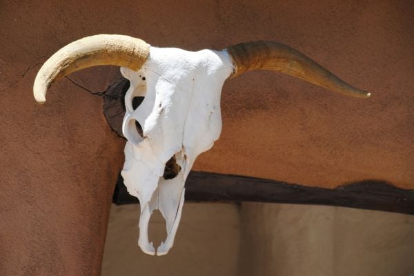 Close-up of an animal skull with horns